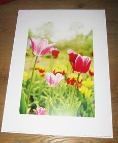 Print Tulipány, Lúčne kvety, Lúka - rozmer 40 cm x 30 cm - 1