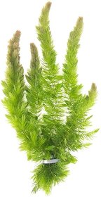 Ceratophyllum Demersum(Rožkatec)