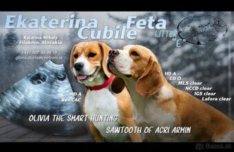 Beagle s PP
