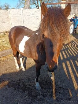 Predám pony žrebca