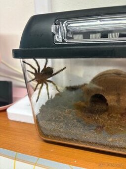 Pavúk Brachypelma hamorii