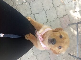 Šteniatko plemena zlatý retriever