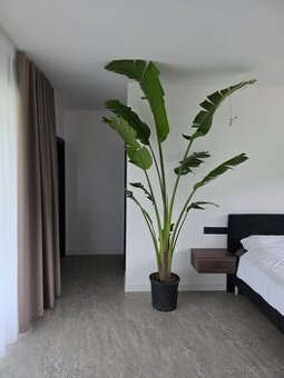 Strelicia / Strelitzia