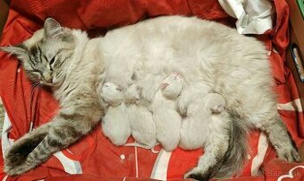 Čistokrvný Ragdoll