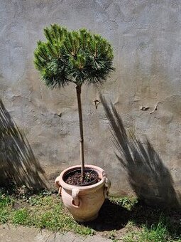 Borovica cierna Brepo pinus nigra