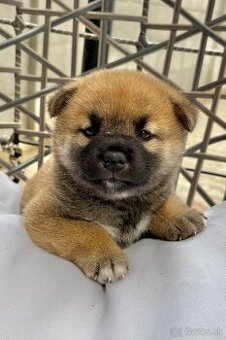 Shiba inu s PP