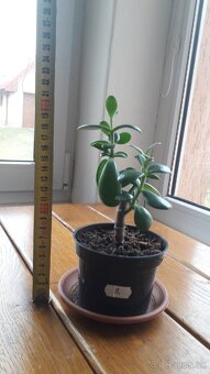 Crassula Ovata - tučnolist, Strom peňazí - 7 Eur (č. 9)