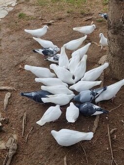 BIELE POŠTOVÉ HOLUBY