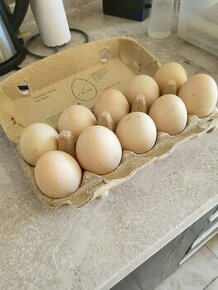 Nasadove vajíčka