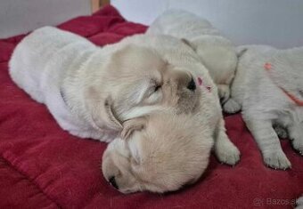 Labrador s PP
