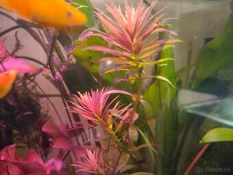 RASTLINY Z AKVARIAč - 1