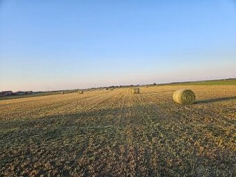 Datelina,lucerna 2.kosba sucha