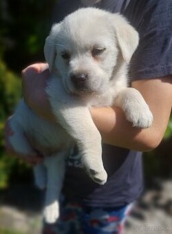 Labrador