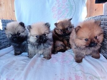 POMERANIAN