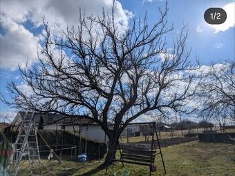 🌳 Rez ovocných stromov – december až marec 🌳 TT, TN, ZA...