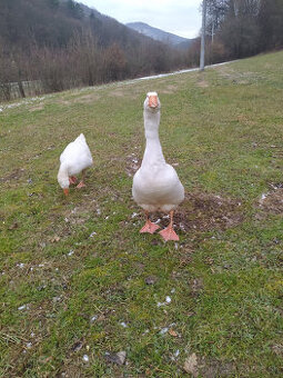 Predam Emdenska husi