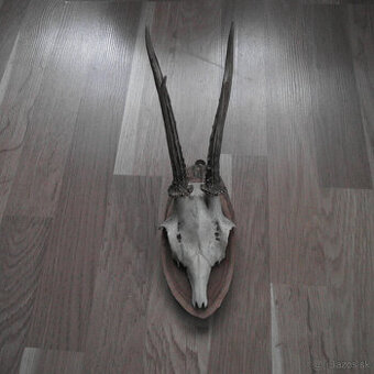 Parožie trofej jeleň lebka