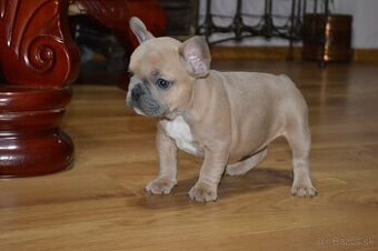 francuzsky buldocek