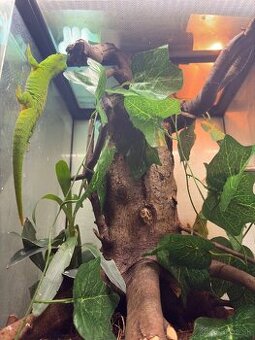 felzuma madagaskarska čítaj popis - 1