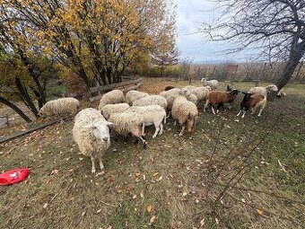 Predám ovce