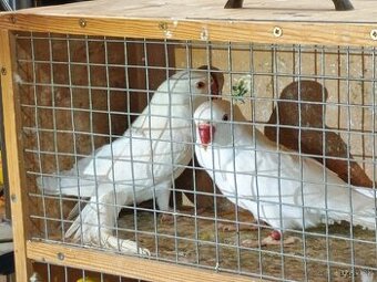 Predam alexander maly