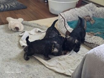 Bradáč malý korenie a sol