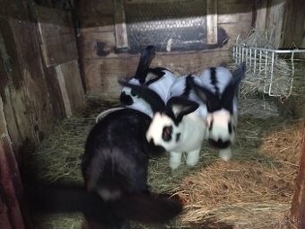 Predám králiky Nos