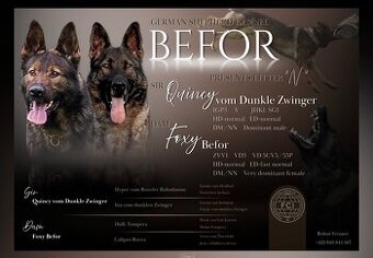 Nemecký ovčiak s PP