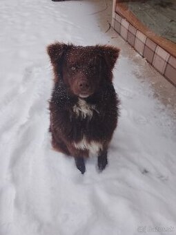 DARUJEM DEVÄŤMESAČNÉ HO PSIKA KRIZENEC BORDEL KOLIA