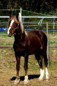 Welsh Cob C, Welsh pony