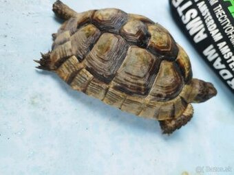 Marginata