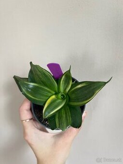 Sansevieria diamond