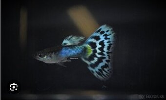 Gubka Japan Blue Mosaic