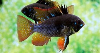 ‼️‼️Microgeophagus Ramirezi BLACK ‼️‼️