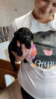 Šteniatka labradora