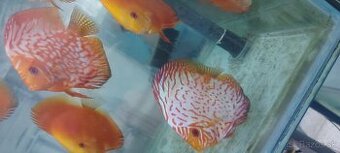 Geophagus, terčovec red melon, tyrkys, checkerboard