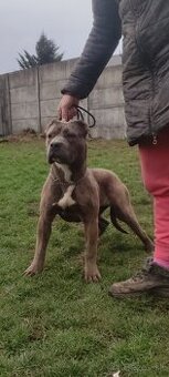 American bully