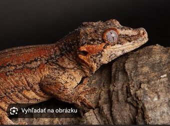 Kúpim pagekony hrbolkohlavé