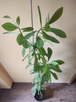 Euphorbia umbellata