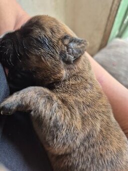 Nemecky boxer