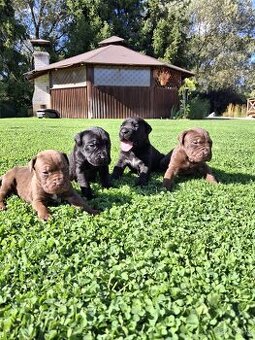 Bandog - 1