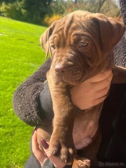 Bandog