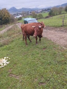 Predám telnú kravu