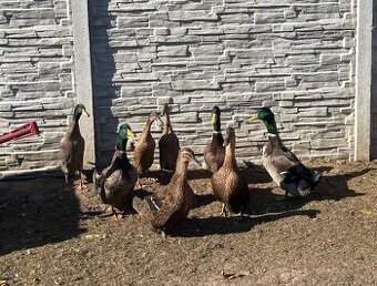 Bežce/kačky/ husi
