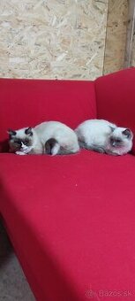 Ragdoll