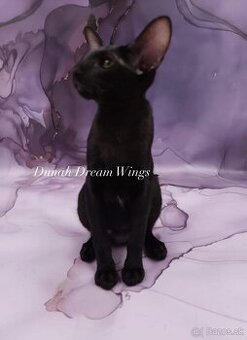 Orientální kočka s PP Dunah