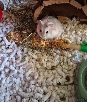 Škrečok + nový dom