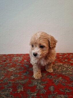 Maltipoo