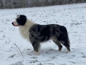 Border kólia s PP - chovný pes