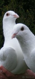 Predám biele poštové holuby